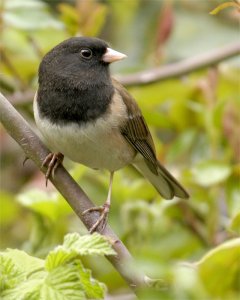 Oregon Junco