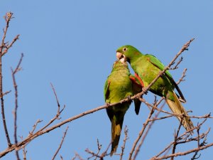 White-eyed Parakeet