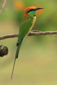 Green Bee-eater