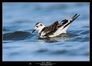 Little Gull