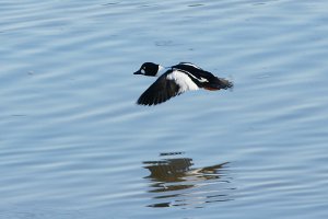 Flying Goldeneye Abberton