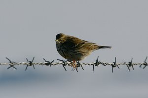 Sunlit Meadow Pipit