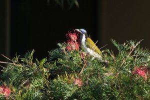 Blue-faced Honeyeater