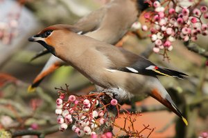 Hungry Waxwing