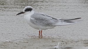 Forster's Tern (Adult, nonbreeding)