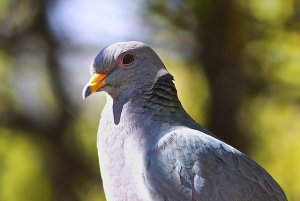 Band-tailed Pigeon