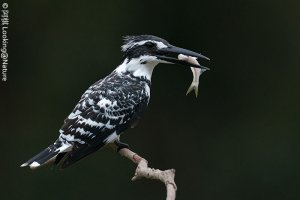 Pied Kingfisher with catch