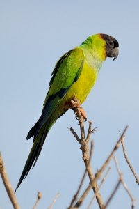 Black-hooded Parakeet (Nandayus nenday)