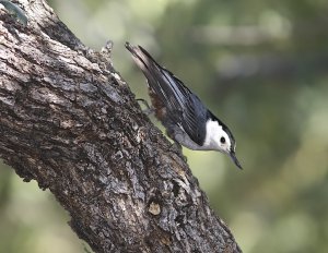 White-breasted Nuthatch