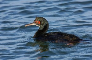 guanay cormorant