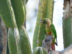 Maroon-bellied Parakeet