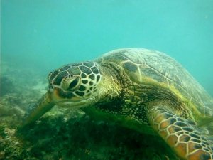 Hawaiian Green Sea Turtle