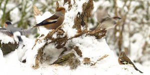 five species at  one swoop