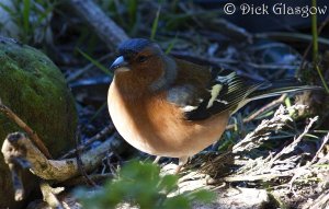 Underwater Chaffinch! :-)