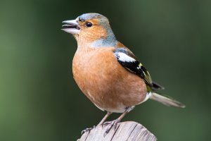 Chaffinch - Fringilla coelebs