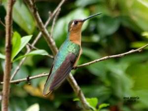 Rufous Sabrewing