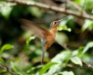 Rufous Sabrewing