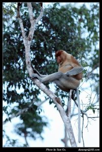 Proboscis monkey