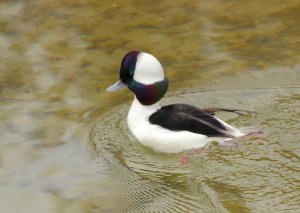 Bufflehead Duck