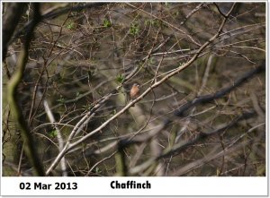 Chaffinch