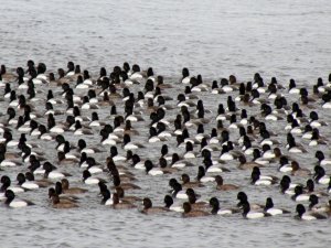 Greater Scaup