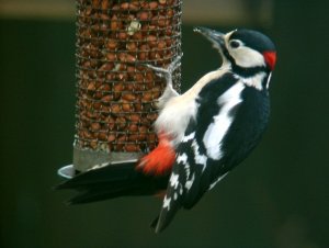 GS Woodpecker