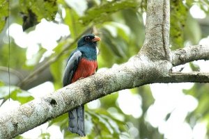 Panama- Slaty-tailed Trogon M