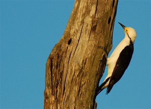 White Woodpecker