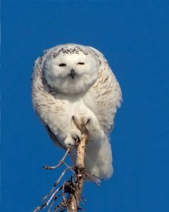 Here's Looking At You....Snowy Owl