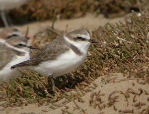 Kentish Plover