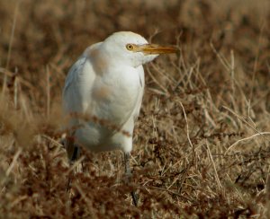 Cattle Egret