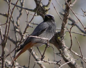 Black Redstart