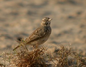 Crested Lark