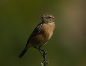 Stonechat