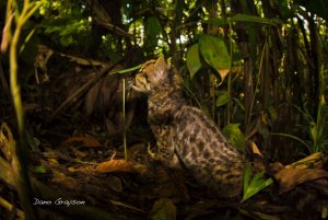 young Ocelot learning new scents