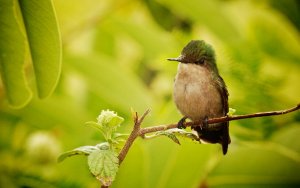 Antillean Crested Hummingbird (female)