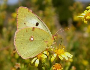 Berger's Clouded Yellow