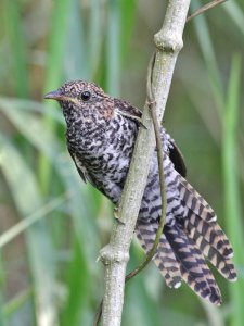 Rusty-breasted Cuckoo (Juvenile)