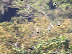 Mystery Parrots