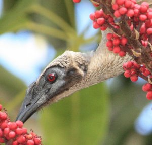 friarbird feeding