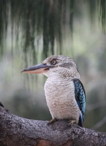 kookaburra