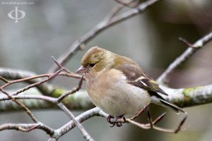 Chaffinch - female