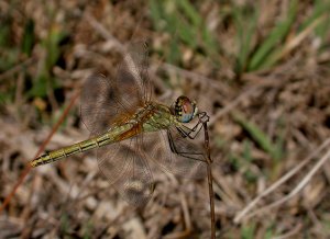 Red-veined Darter