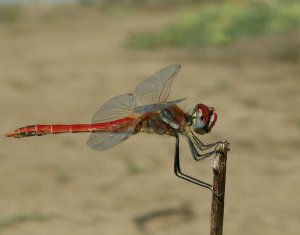 Red-veined Darter