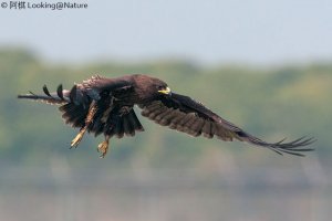 Greater Spotted Eagle