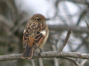 Stonechat