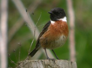 Stonechat