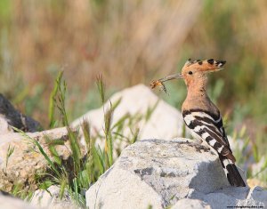 Hoopoe (Upupa epops)