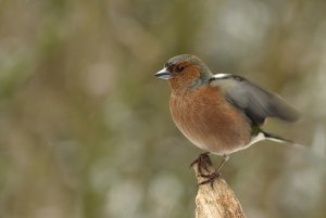 chaffinch