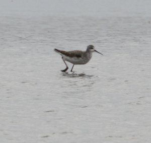 marsh sandpiper